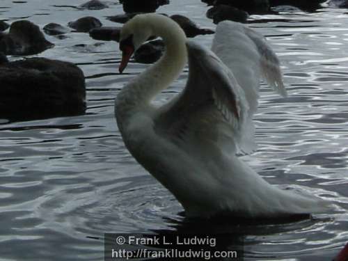Swans